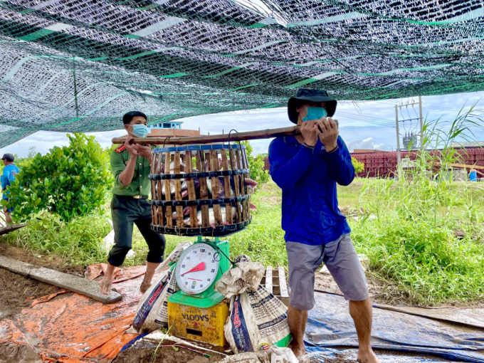 Cán bộ chiến sỹ Công an An Giang trực tiếp cùng người dân thu nhận 27 tấn cá tươi