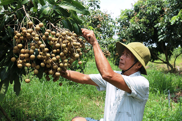 Cần Thơ: Thực hiện Đề án đổi mới phương thức kinh doanh tiêu thụ nông sản