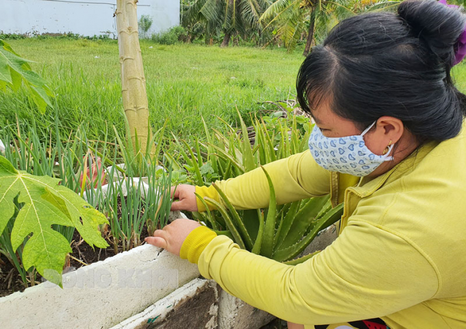 Nhiều gia đình tận dụng thùng xốp để trồng rau tại nhà.