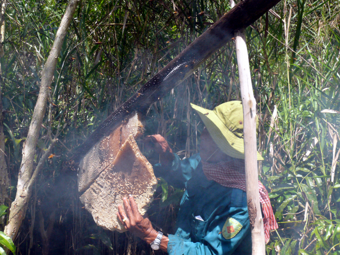 Nghề gác kèo ong của người dân ở vùng rừng U Minh Hạ. Ảnh Mekong Delta Explorer