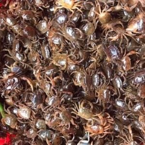 Cua đồng nay lại trở thành món ăn đặc sản trong các nhà hàng sang trọng. Ảnh ST