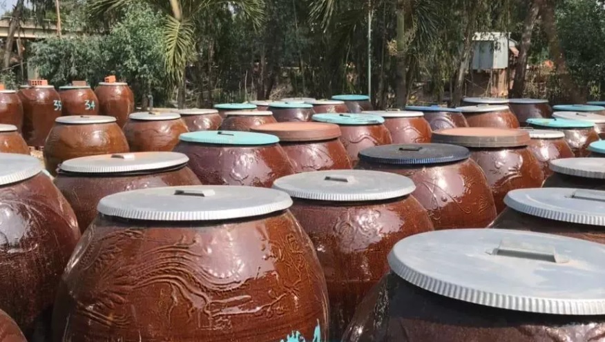 Lu, khạp da bò ủ cá làm nước mắm đồng.