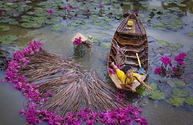 Bông súng có mùi thơm. Bông súng có nhiều màu: màu trắng, màu tím lục bình, màu hồng cánh sen. Thân bông súng có màu nâu. Cọng súng dài phải hai người khiêng để không làm cọng súng bị dập. Thường người sử dụng thân bông súng để chế biến món ăn, còn phần bông thì ít khi sử dụng...