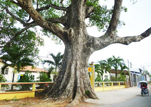 Năm 2016, cây trôm là cây đầu tiên trên địa bàn tỉnh Long An được công nhận cây di sản Việt Nam. Ảnh Báo Vĩnh Long