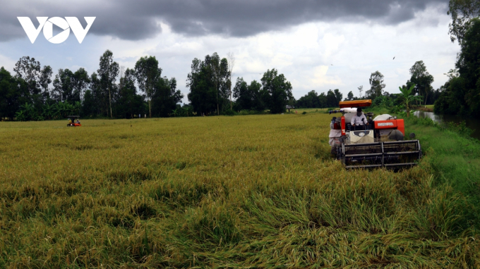 Do ảnh hưởng của thiên tai làm giảm năng suất và giá vật tư nông nghiệp tăng cao, nhưng nhờ lúa được giá nên nông dân cũng có nguồn thu nhập để đầu tư cho vụ Đông Xuân tới.