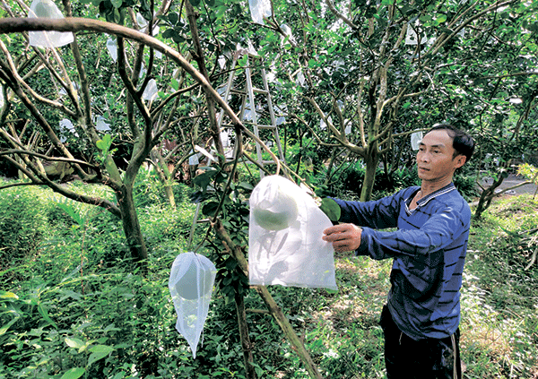 Ông Nguyễn Văn Muôn ở huyện Thới Lai chăm sóc vườn bưởi.