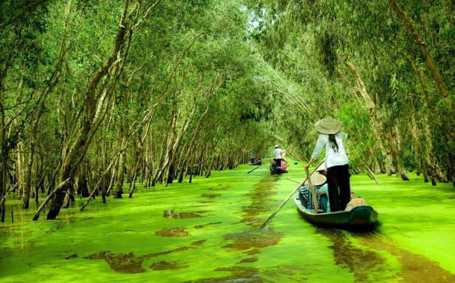 Rừng tràm Trà Sư là một trong những địa điểm du lịch nổi tiếng nhất tại An Giang. Ảnh vntrip.