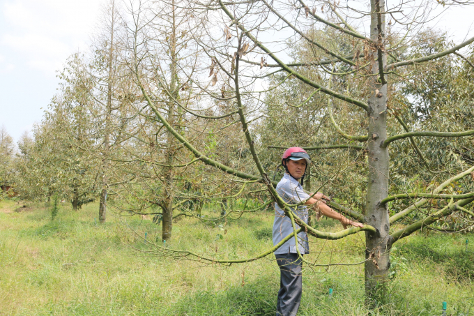 Vườn sầu riêng (Cai Lậy, Tiền Giang) bị khô, rụng sạch lá vì hạn mặn năm 2019-2020.