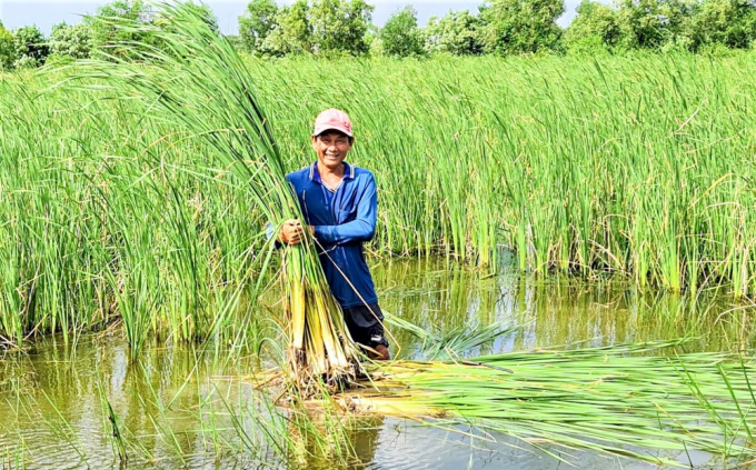 Người dân địa phương đã khá giả nhờ trồng bồn bồn.