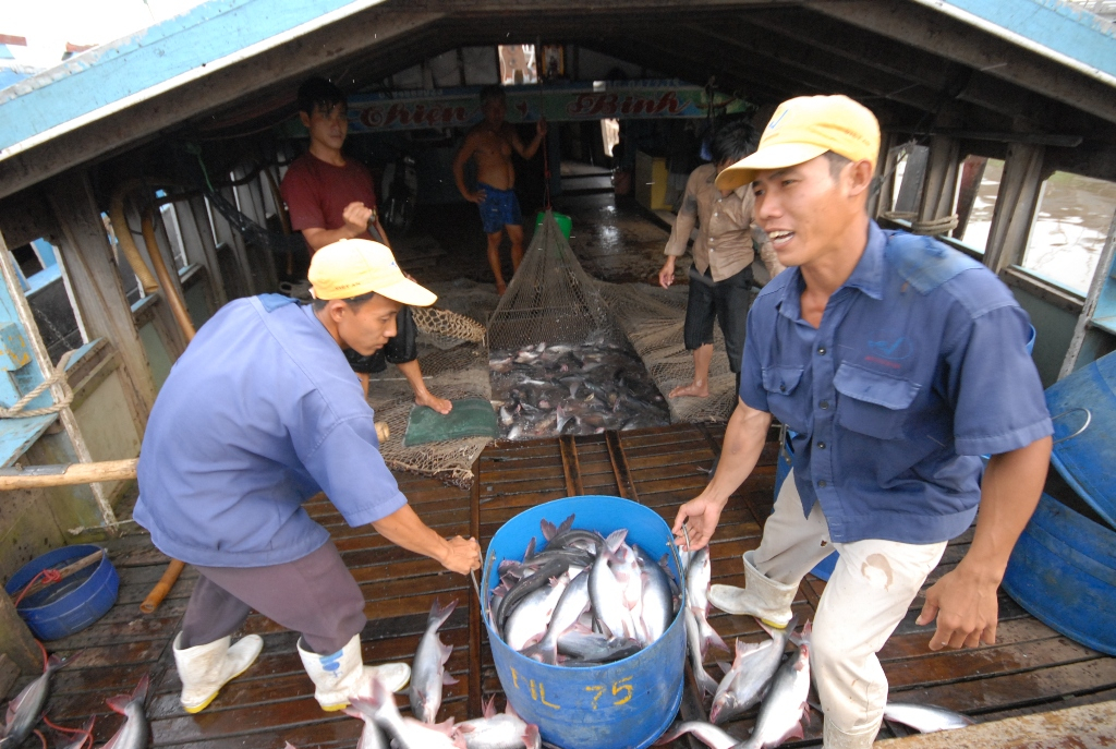 Cá tra là một trong những mặt hàng xuất khẩu chủ lực của An Giang. (Ảnh chụp trước thời điểm dịch Covid-19).