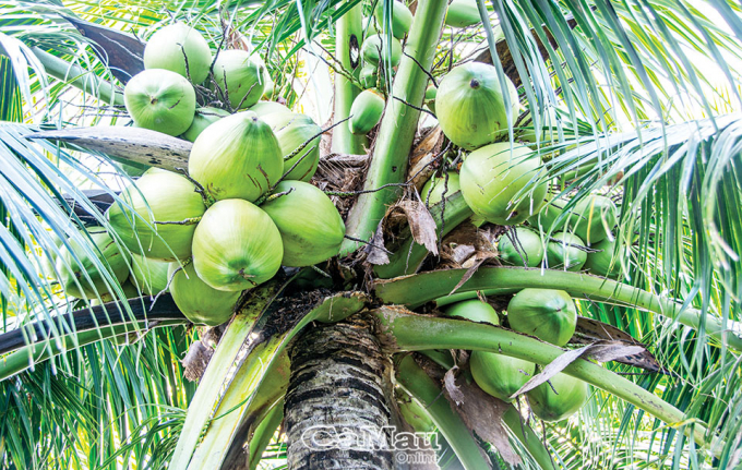 Cây dừa trên đất mặn vẫn cho năng suất khá. Với ông Nguyễn Việt Hùng, dừa đã mang lại nguồn thu nhập dù không quá lớn nhưng bền vững.