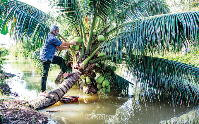 Ông Nguyễn Văn Thắng, ấp Xẻo Ðước, xã Phú Mỹ bên cây dừa trồng sát mé vuông, cho trái quanh năm.