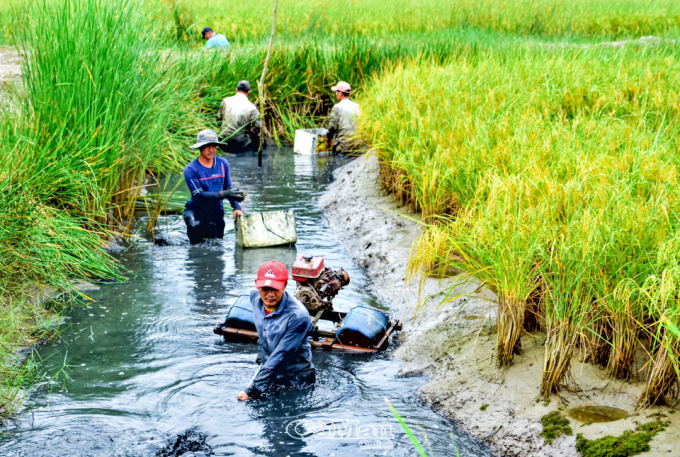 Ước tính vụ tôm càng năm nay toàn tỉnh Cà Mau thu hoạch trên 2.800 tấn, riêng Thới Bình năng suất ước đạt 2.200 tấn.