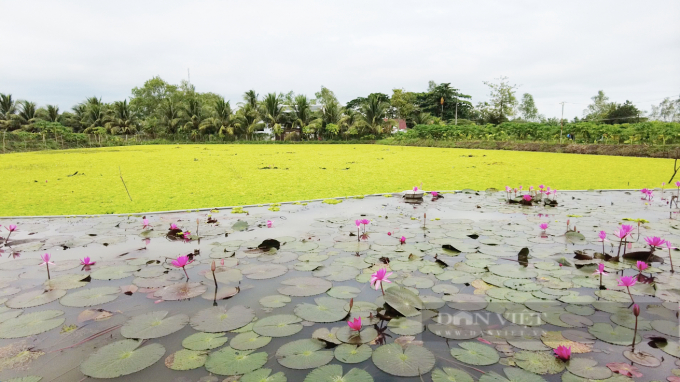 Trại nuôi ốc bươu đen hữu cơ của anh Nguyễn Hồng Khương rộng 1,5ha được thả bèo, trồng bông súng khung cảnh đẹp như phim về miền Tây sông nước. (Ảnh: Huỳnh Xây)