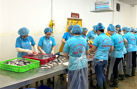Công ty TNHH nuôi trồng chế biến thực phẩm sạch Tân Phát đang làm sạch cá sặc rằn.