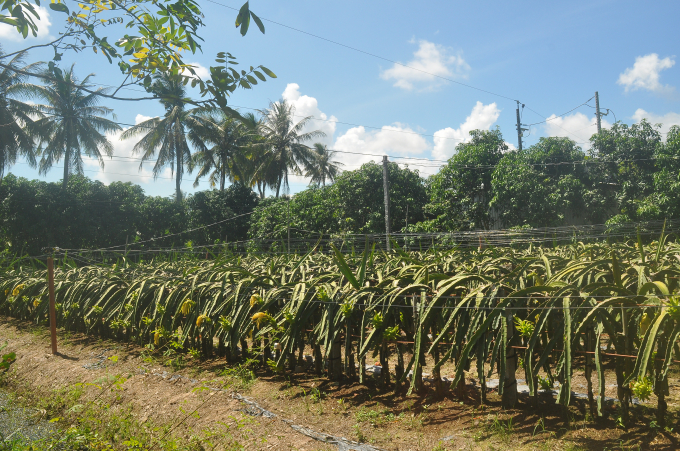 Mô hình trồng thanh long của hội viên CCB thị trấn Đại Ngãi.
