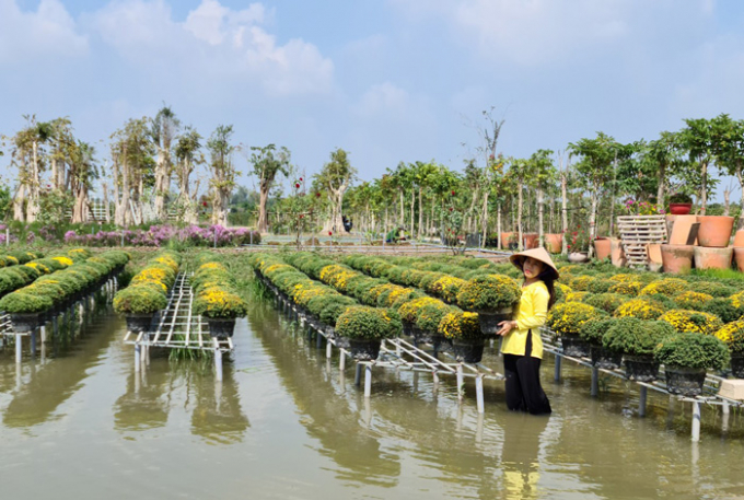 Làng hoa Sa Đéc luôn thu hút du khách tham quan. Ảnh CTTĐT Đồng Tháp