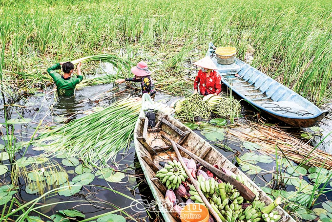 Thu hoạch bồn bồn.