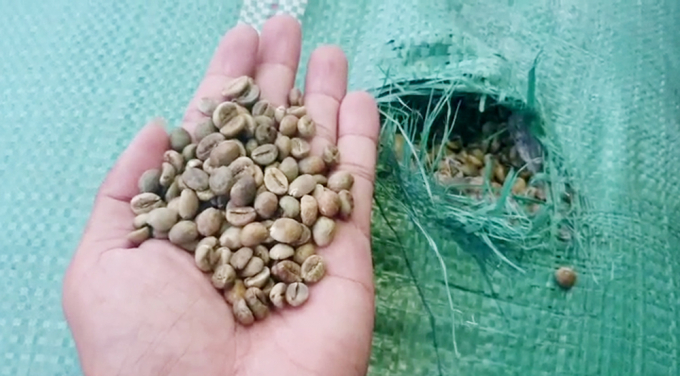 Hạt cà phê không rõ nguồn gốc xuất xứ.