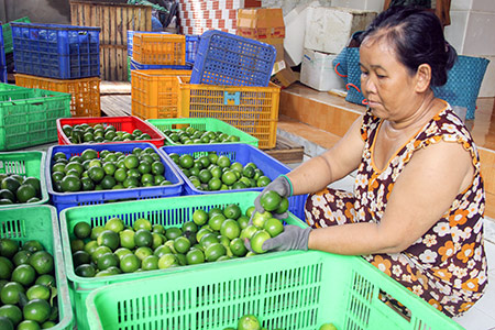 Phân loại chanh không hạt ở HTX Nông nghiệp Thạnh Phước, huyện Châu Thành.