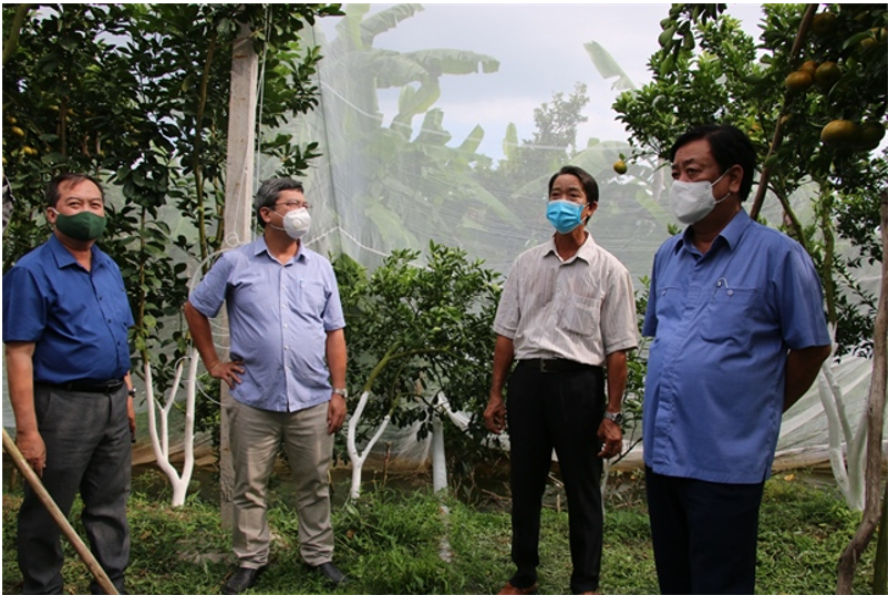 Bộ trưởng Bộ Nông nghiệp và Phát triển nông thôn Lê Minh Hoan thăm vườn quýt hồng tại xã Long Hậu, huyện Lai Vung
