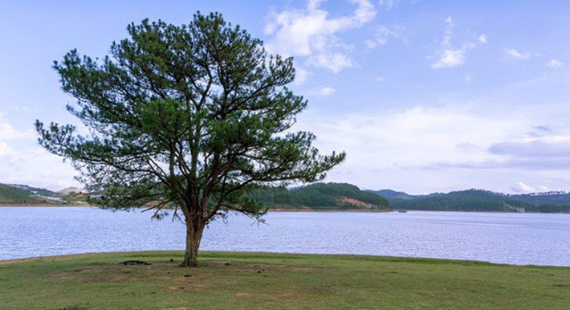 Cây thông cô đơn bên hồ Suối Vàng, Đà Lạt (Ảnh: st)