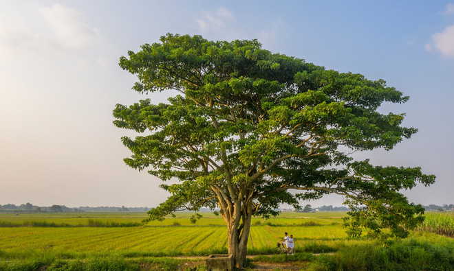 Cây cô đơn ở 'làng Đo Đo' trong phim 'Mắt Biếc' tại Huế (Ảnh:st)