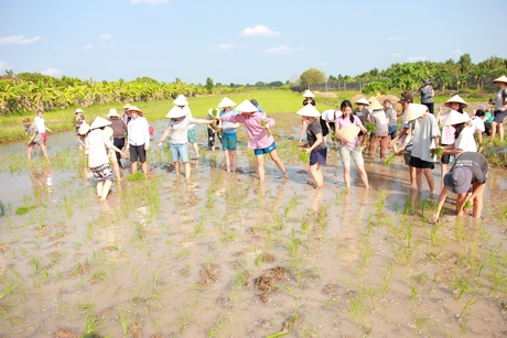 Khách quốc tế trải nghiệm trồng lúa nước tại Vĩnh Long. Ảnh: Báo Vĩnh Long.