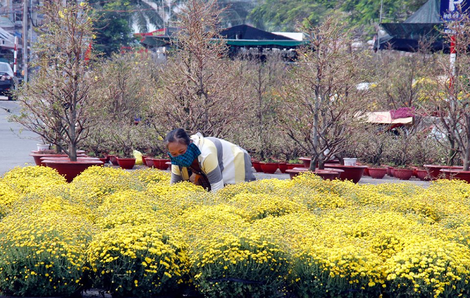 Chợ hoa, cây cảnh ngày Tết tại thành phố Vị Thanh. Ảnh: Báo Hậu Giang.