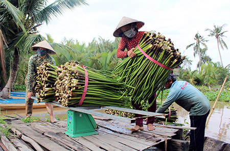 Lục bình được xem như cây xóa đói giảm nghèo của người dân xã Thuận Hưng, huyện Long Mỹ.