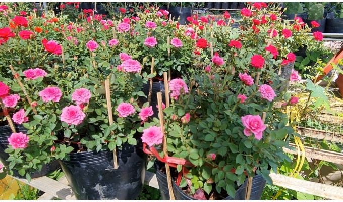 Cúc mâm xôi và hồng là loại hoa đang được khách hàng chọn mua nhiều nhất.