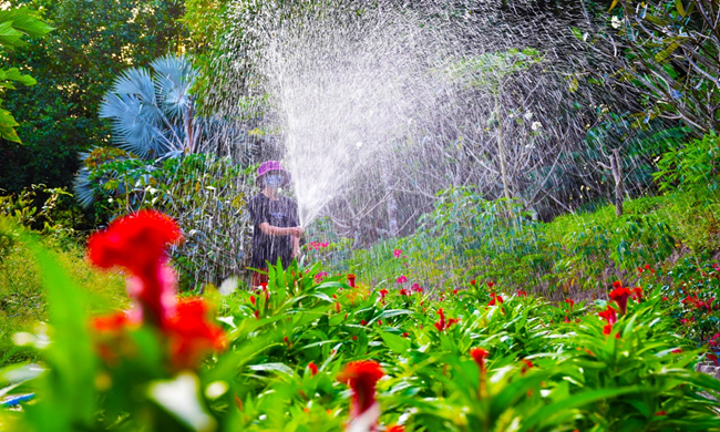 Tăng cường chăm sóc hoa kiểng tại Khu Tưởng niệm Chủ tịch Hồ Chí Minh. Ảnh: sovhttdl.camau.gov