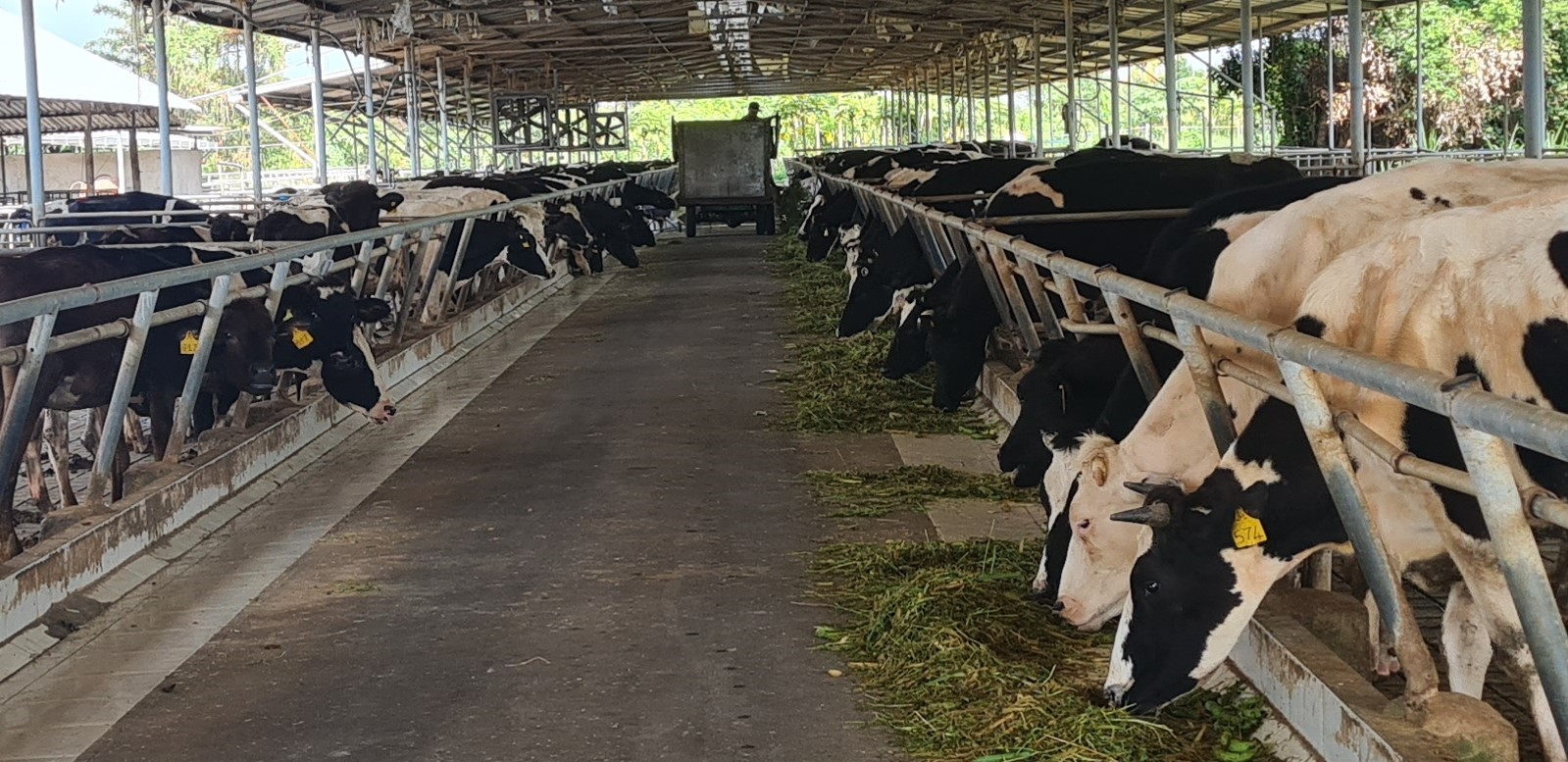 Trang trại bò sữa ở Nông trường Sông Hậu.