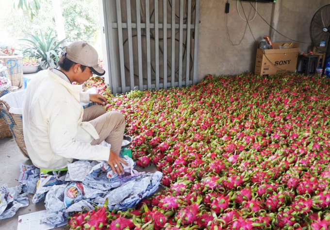 Nhiều người có thanh long thu hoạch đợt này chưa biết tiêu thụ ở đâu.