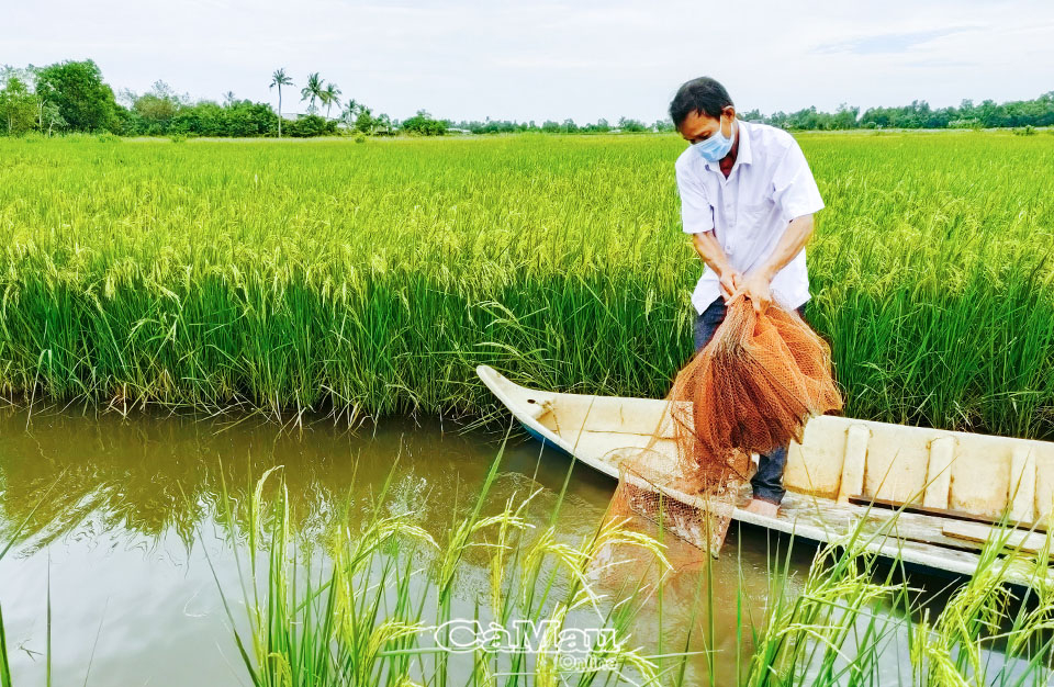 Ông Nguyễn Thanh Hợp, ấp Ông Muộn, xã Lý Văn Lâm, thành công với mô hình lúa - tôm trên đồng đất gia đình.