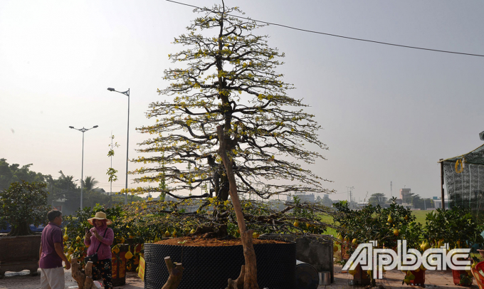 Mỗi dịp Tết Nguyên đán, người dân Nam bộ thường chăm sóc, mua sắm mai để chưng tết với ước mong cả năm gia đình được may mắn, bình an. Ảnh: Thu Hoài