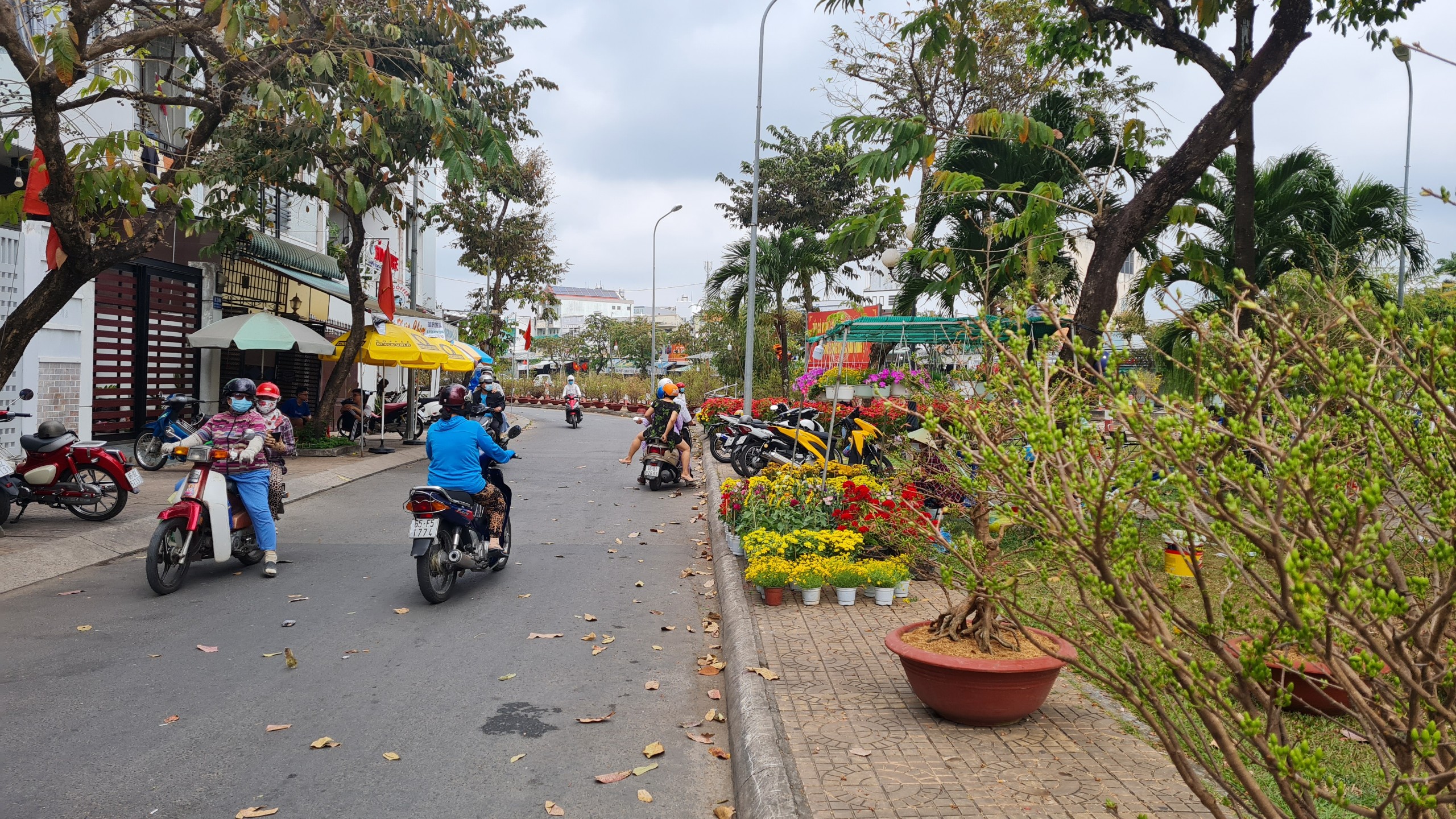 Dọc các con đường này trưng bày nhiều loại chủ lực quen thuộc: mai vàng, vạn thọ, cúc mâm xôi, hải đường, trạng nguyên, quất… nhưng năm nay, số lượng đã giảm rất nhiều.