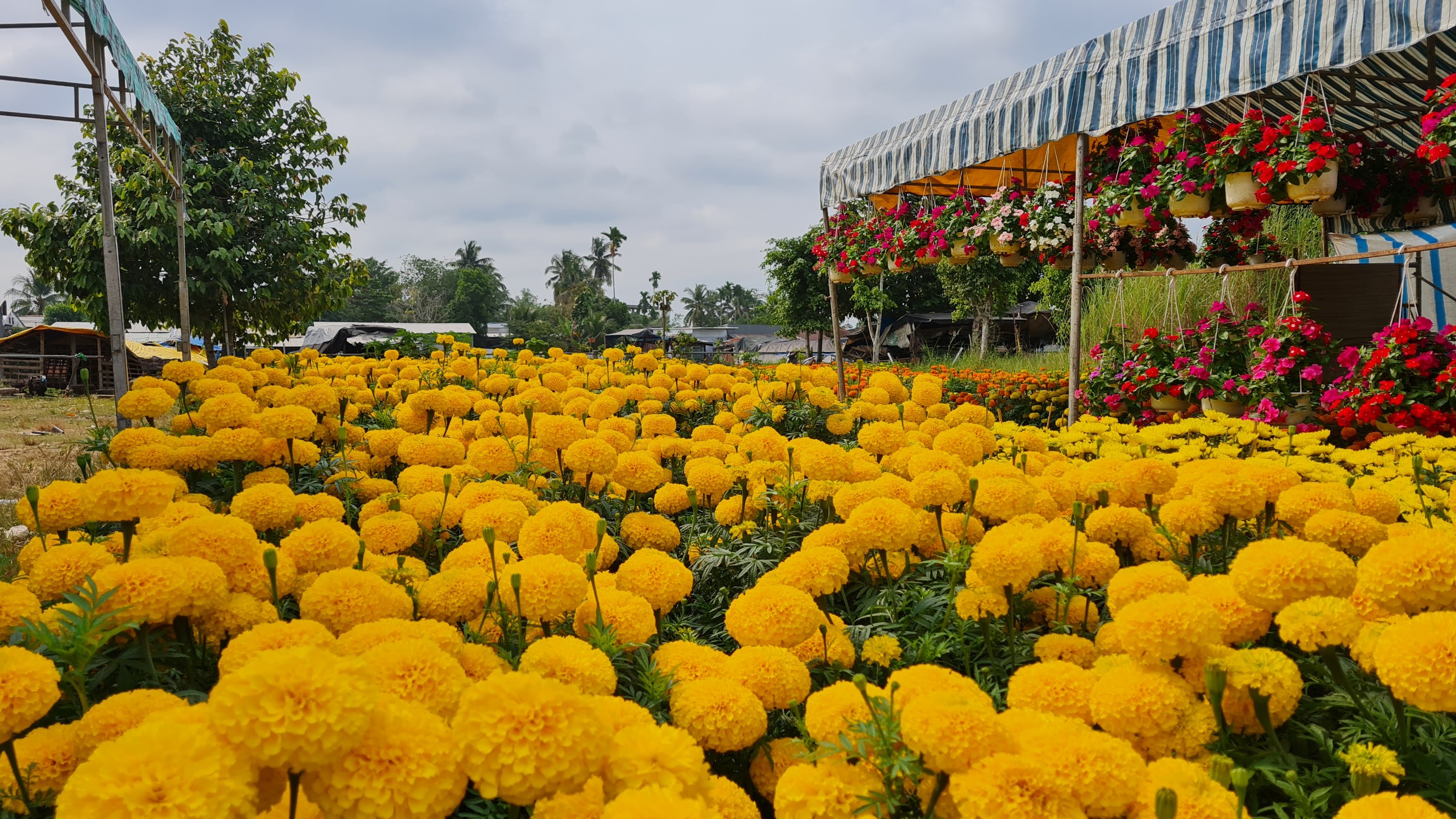 Các loại hoa kiểng năm 2022 vẫn giữ giá bình ổn so với mọi năm, có ít loại tăng nhẹ, ( như hoa Cúc mâm xôi, hoa Hồng...) hoa nở đều và chất lượng. Nhưng số khách đến ngắm cũng ít ỏi và người mua còn quá lưa thưa.