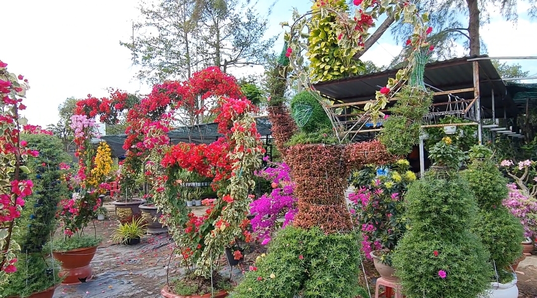 Sản phẩm mới, hình trái tim bằng hoa giấy của anh Vương Quốc Nghĩa, nhà vườn tạo hình cây cảnh ở xã Tân Phú Đông, TP Sa Đéc.