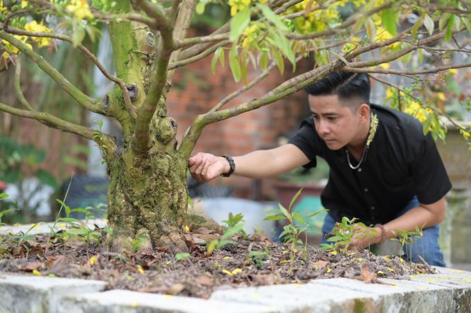 Anh Khang dành thời gian chăm sóc những cây mai rất tỉ mỉ.