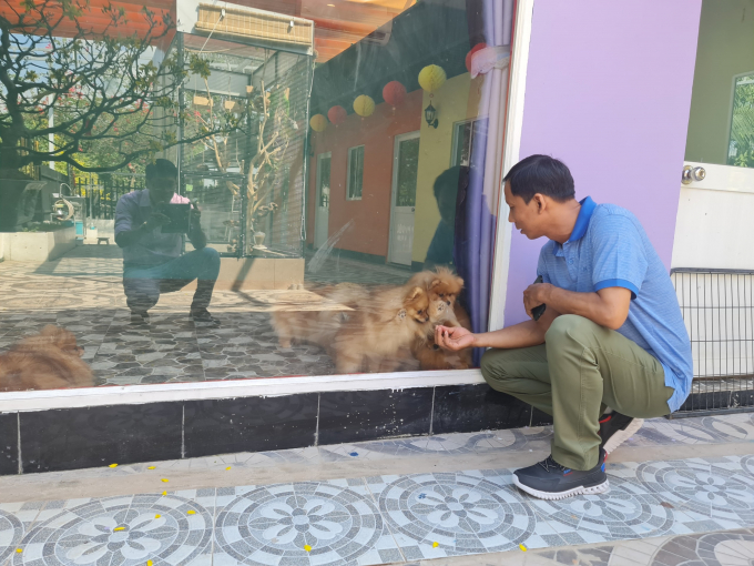 Những chú chó Pom tỏa ra thân thiện và năng động khi khách đến thăm.