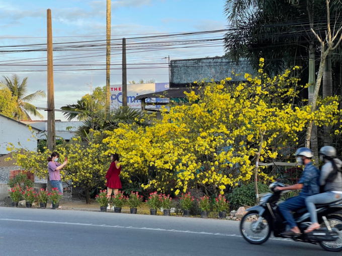 Các bạn trẻ ghé chụp ảnh mai vàng ở nhà cô giáo Thi trong những ngày Tết.