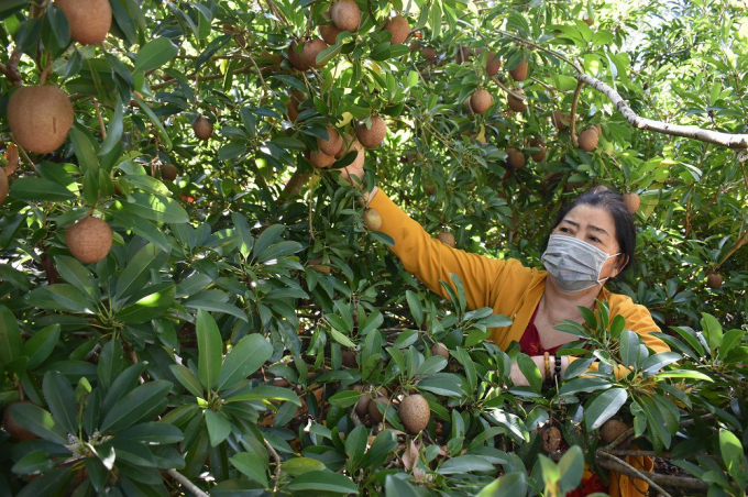 Mô hình trồng sa pô trên vùng đất mặn ven biển của bà Võ Thị Liên, ở khóm 6, thị trấn Cái Đôi Vàm đạt hiệu quả cao.