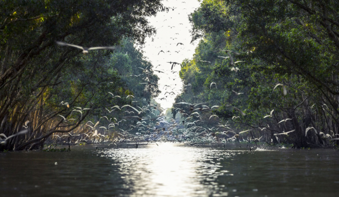 Vườn quốc gia Tràm Chim là điểm đến du lịch hoang sơ hấp dẫn.