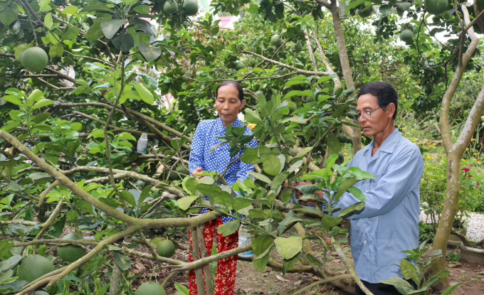 Mô hình trồng bưởi của gia đình chị Danh Thị Kim Ảnh, ngụ tổ 20, ấp Phước Ninh, xã Mong Thọ B, huyện Châu Thành, được Hội Liên hiệp Phụ nữ tỉnh Kiên Giang biểu dương. Ảnh: Đăng Vương