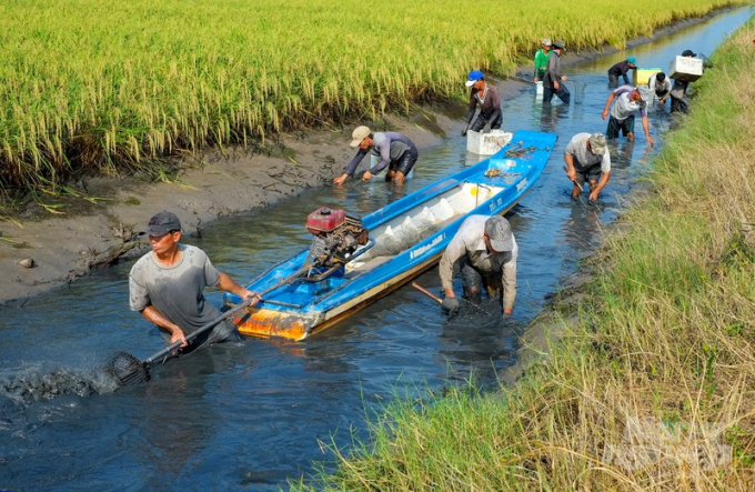 Người dân thu hoạch tôm trên đồng lúa (Ảnh:Internet)