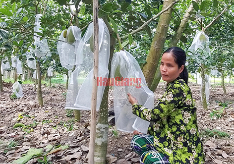 Nhìn vườn mít Thái trĩu quả này, ít ai nghĩ rằng nó được vun đắp từ một người mù cả hai mắt là chị Trần Thị Bé, ở ấp Hòa Quới B, xã Hòa An, huyện Phụng Hiệp.