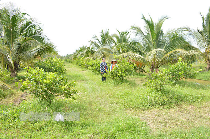 Mô hình trồng xen dừa tại Trung tâm Dừa Đồng Gò.