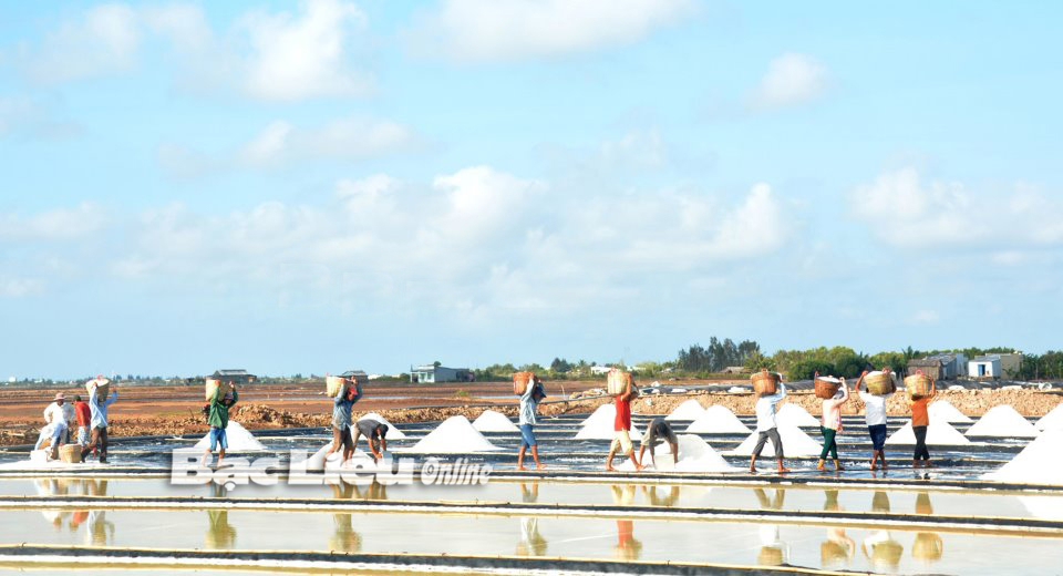Check-in những bức ảnh đẹp về nghề muối ở Bạc Liêu sẽ là nhu cầu không thể thiếu của du khách. Trong ảnh: Diêm dân xã Điền Hải (huyện Đông Hải) thu hoạch muối. Ảnh: C.T