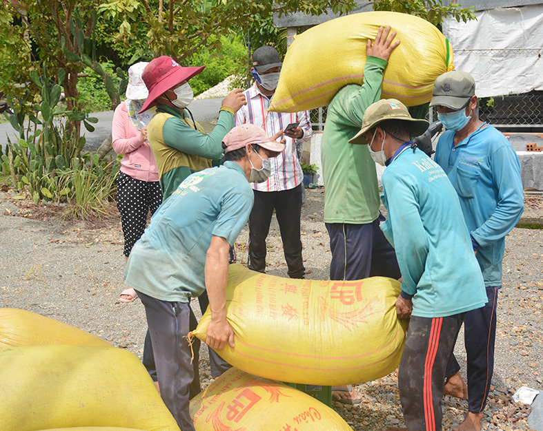 Nông dân xã Hòa Điền (Kiên Lương) thu hoạch lúa.